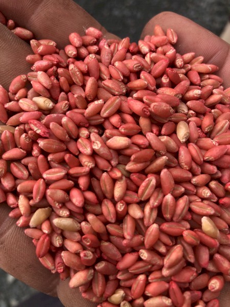 8mt Vixen Wheat Seed