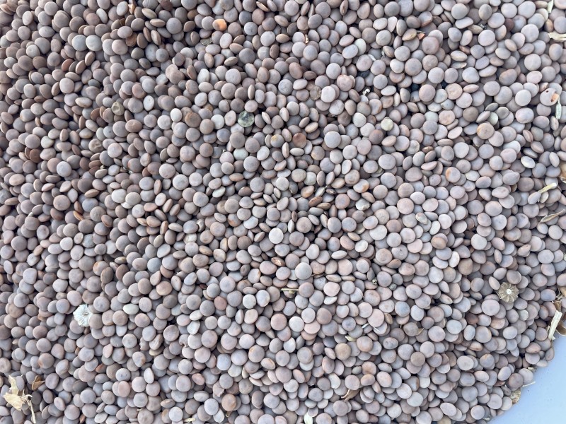 Lentils, Jumbo