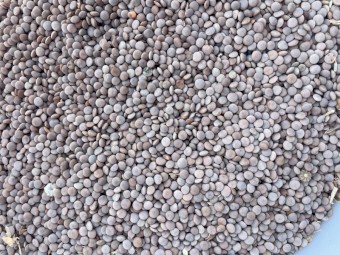 Lentils, Jumbo