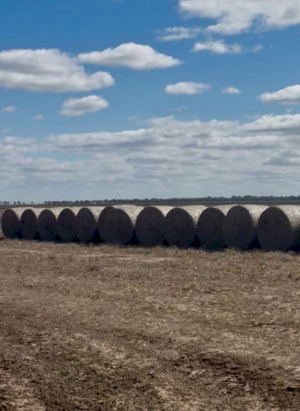 Sorghum Hay 5x4 Rounds x 100