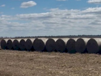 Sorghum Hay 5x4 Rounds x 100