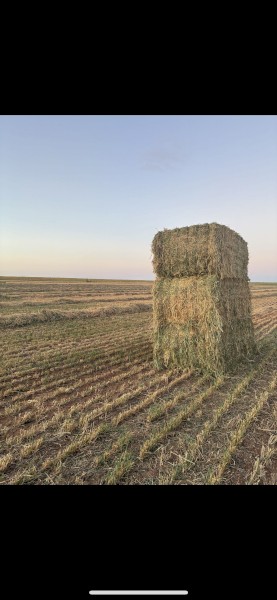 300mt Oaten Hay 650kg 8x4x3 Bales