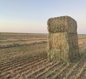 300mt Oaten Hay 650kg 8x4x3 Bales
