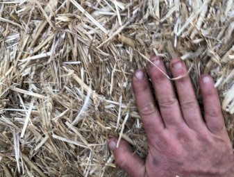 Wheat Straw (Header Trail)