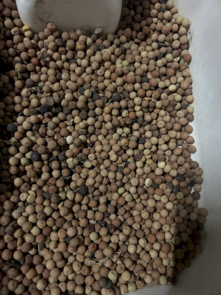 500mt Field Peas