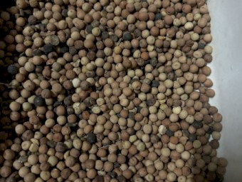 500mt Field Peas