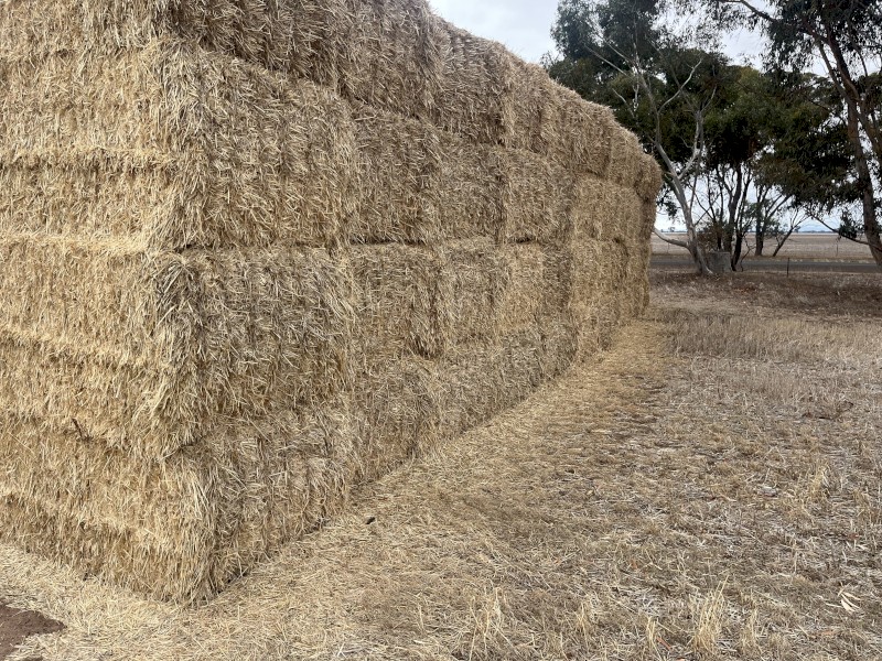Barley Straw