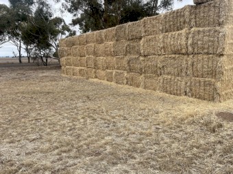 Barley Straw