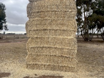 Barley Straw