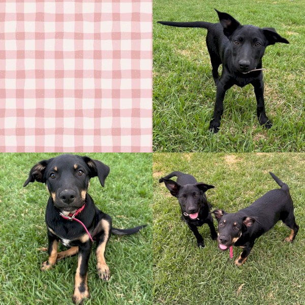 Kelpie pups