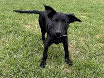 Kelpie pups