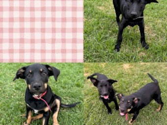 Kelpie pups