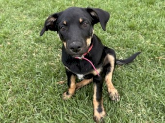 Kelpie pups