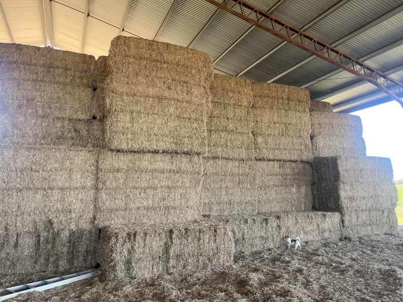Vetch Hay 