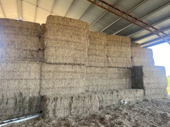 Vetch Hay 