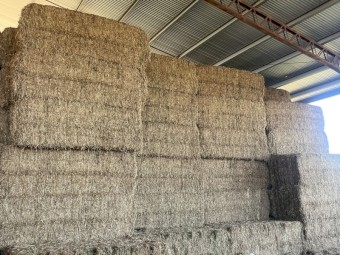 Vetch Hay 