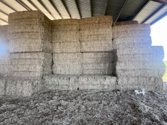 Vetch Hay 