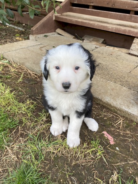 Border Collie