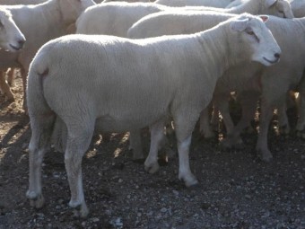  ClearHills Top Quality Southdown and Charollais Rams