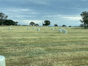 Vetch, Wheat and Ryegrass Silage