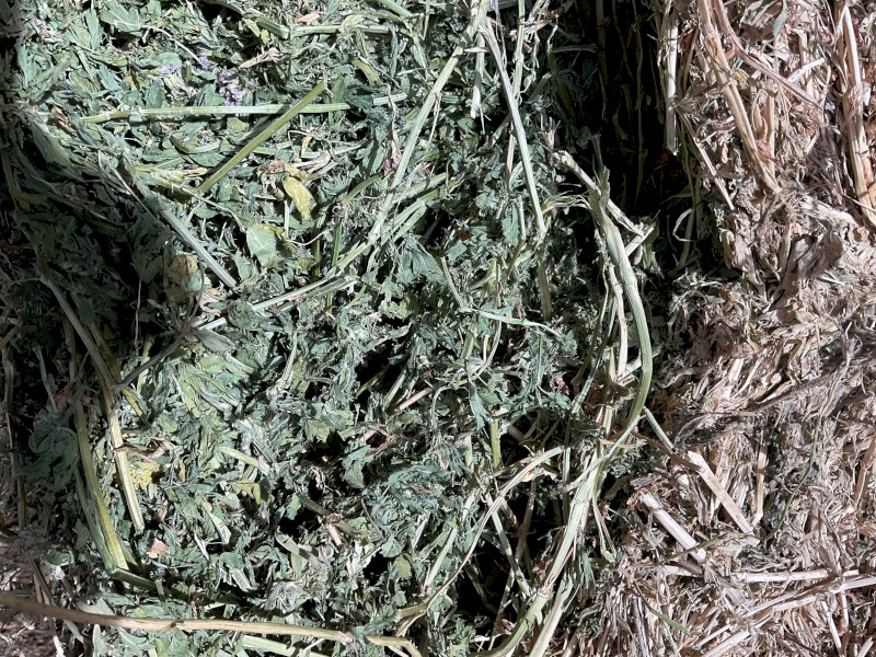 Lucerne Hay