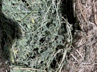 Lucerne Hay