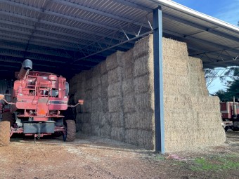 Lucerne Hay