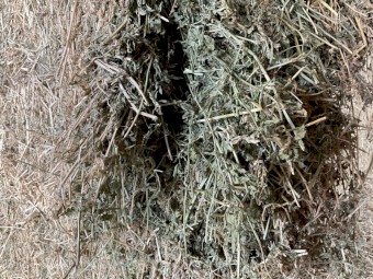 Lucerne Hay