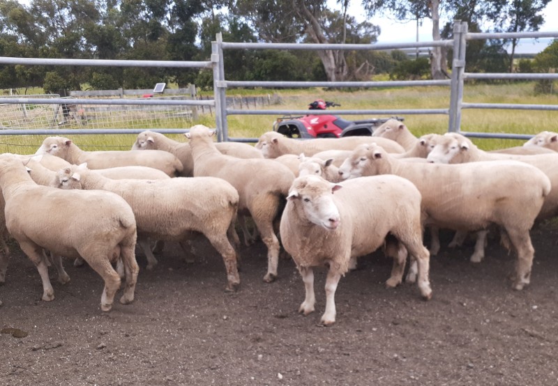 Poll Dorset Rams