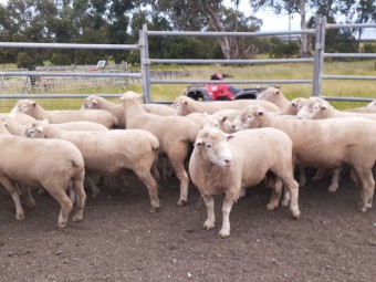 Poll Dorset Rams