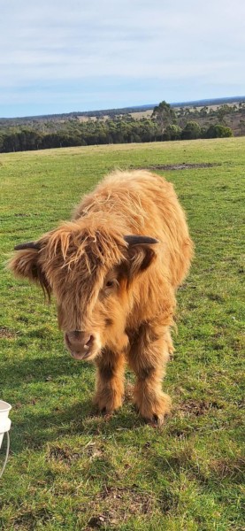 Highlander calf
