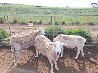 Australian White Rams ×3