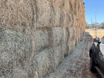 Wheaten hay 8x4x3 Bales