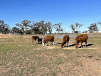 Cow’s and Calves