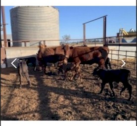 Cow’s and Calves