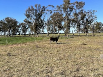 Cow’s and Calves