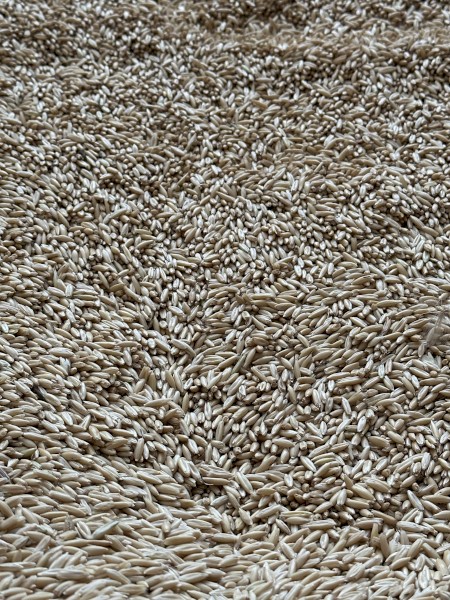 25mt Yallara Oat Seed