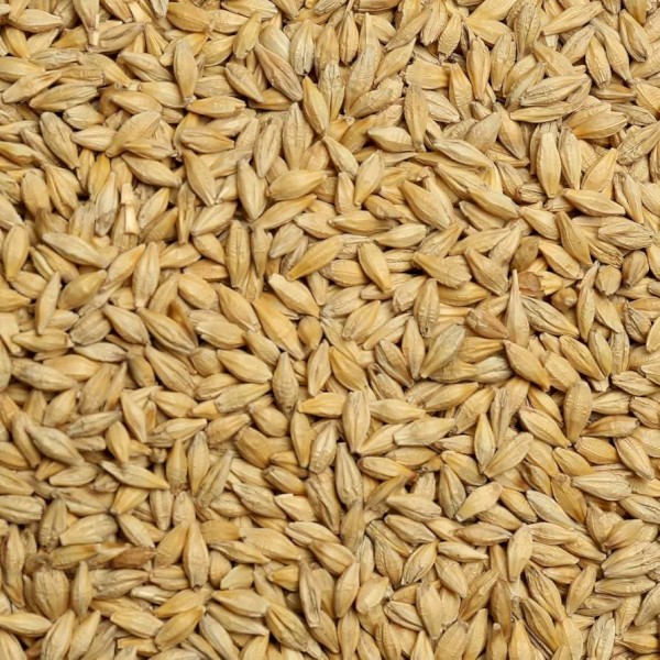 3000mt BAR 2/3 Barley