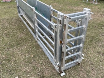 Sheep V race