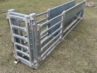 Sheep V race