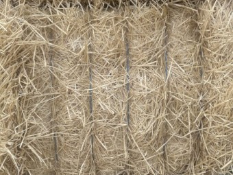Barley straw 