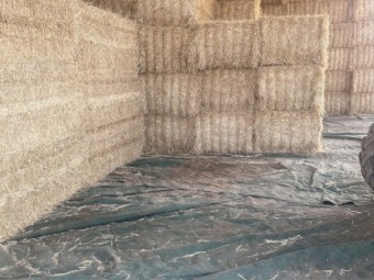 Barley straw 