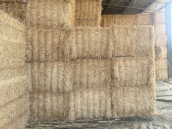 Barley straw 