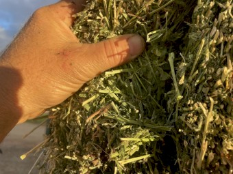 Small squares irrigated lucerne hay
