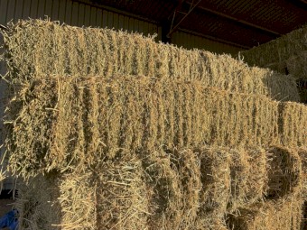 Small squares irrigated lucerne hay