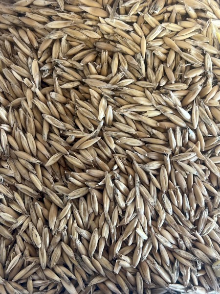 Eurabbie Oat Seed 