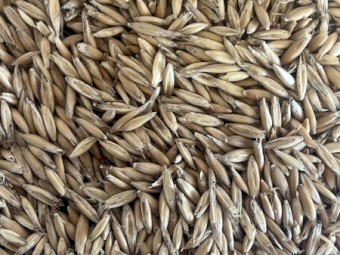 Eurabbie Oat Seed 