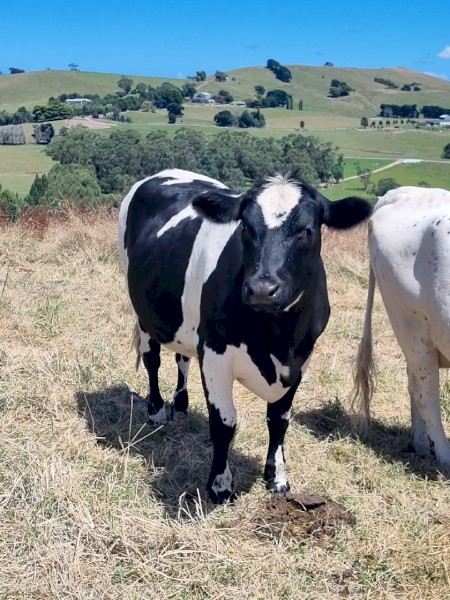 4 Crossbred Steers