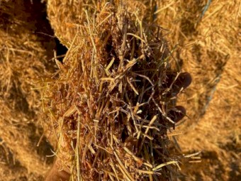 Lentil straw 