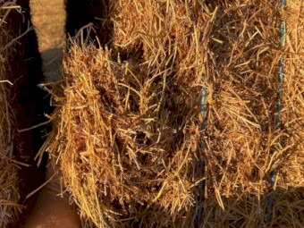 Lentil straw 